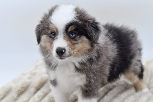 [#252247-01]  - Blue Merle M Miniature American Shepherd Puppies for Sale