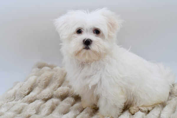 [#252362-01]  - White M Maltese Puppies for Sale