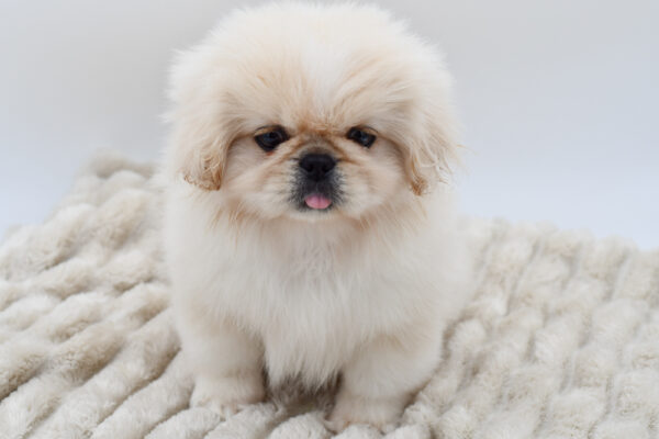 [#252371-02]  - Cream M Pekingese Puppies for Sale