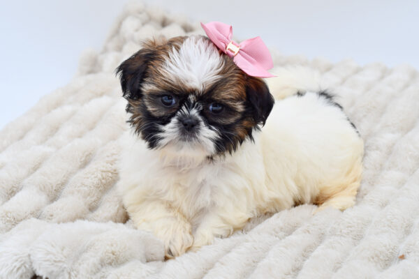 [#252555-01]  - Brown / White F Shih Tzu Puppies for Sale