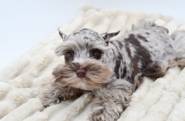 [#251733-03]  - Liver M Miniature Schnauzer Puppies for Sale