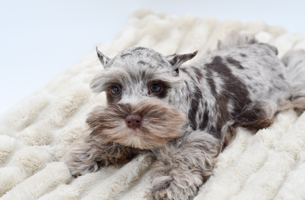 Reddit Miniature Schnauzer Puppies Barking Royal Canin Miniature