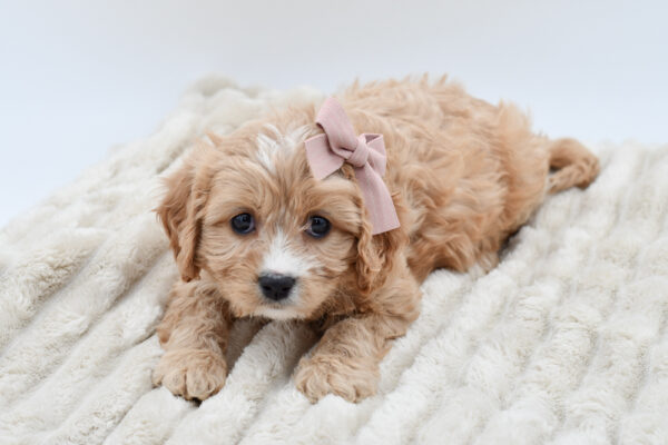 [#251930-02]  - Blenheim F Cavachon Puppies for Sale