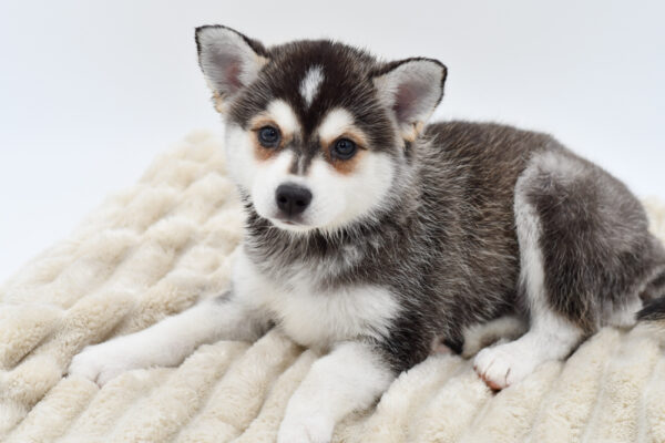 [#252465-02]  - Black M Alaskan Klee Kai Puppies for Sale