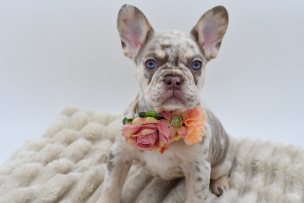 [#252492-04]  - Lilac Merle F French Bulldog Puppies for Sale