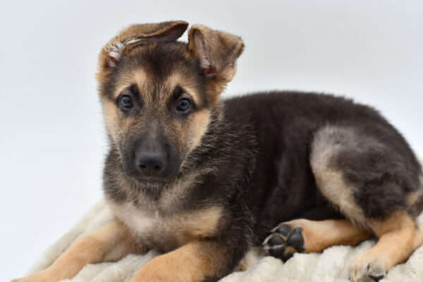 [#252555-06]  - Black / Tan M German Shepherd Dog Puppies for Sale
