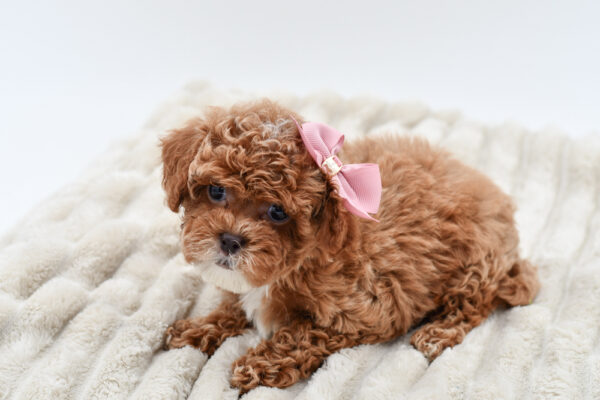 [#252559-04]  - Red / White F Cavapoo F2 Puppies for Sale