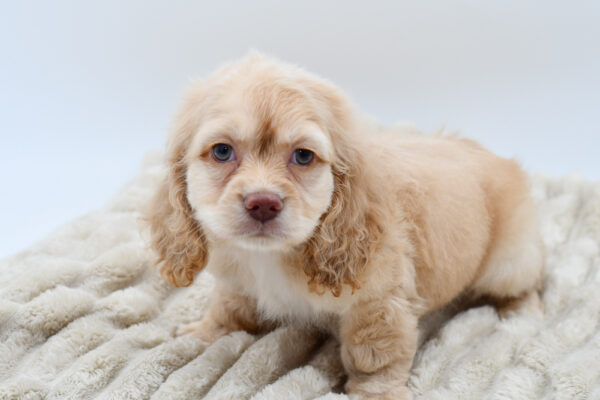 [#252600-04]  - Tan M Cocker Spaniel Puppies for Sale