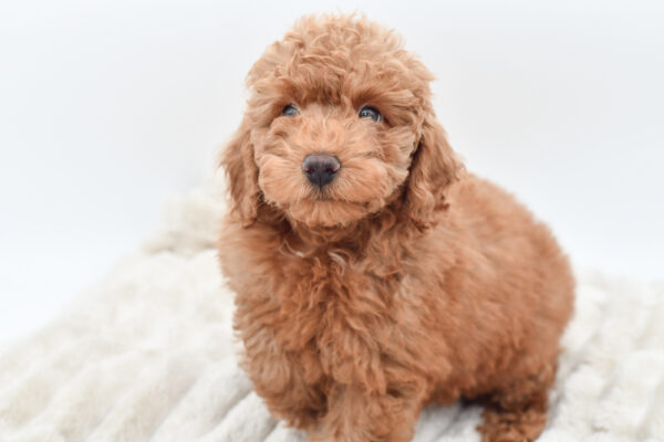 [#252278-02]  - Red M Poodle Mini Puppies for Sale