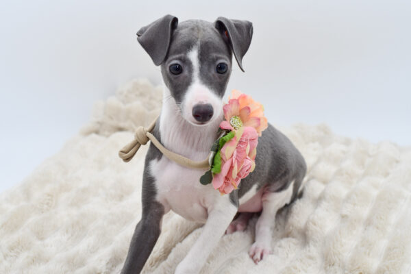 [#252340-03]  - Blue / White F Italian Greyhound Puppies for Sale