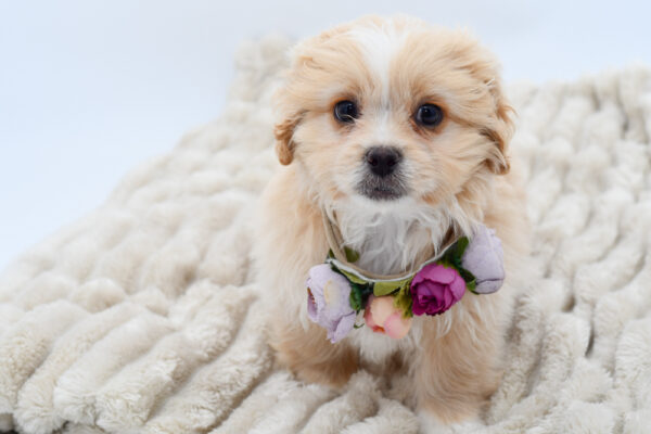 [#252399-04]  - Apricot F PekeAPoo Puppies for Sale