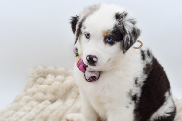 [#252410-05]  - Blue Merle F Miniature American Shepherd Puppies for Sale