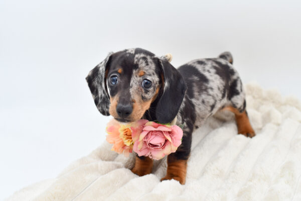[#252602-02]  - Black / Silver F Dachshund Puppies for Sale