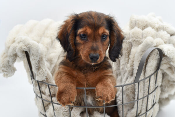 [#25795-01]  - Chocolate / Tan M Dachshund Puppies for Sale