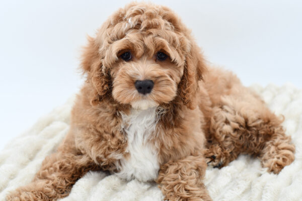 [#252423-01]  - Apricot M Cock A Poo 2nd Gen Puppies for Sale
