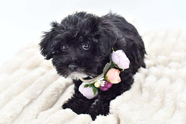 [#252503-05]  - Black / White F Schnoodle Puppies for Sale