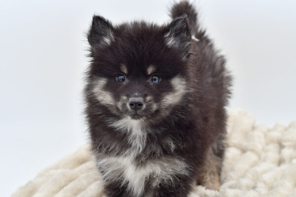 [#252523-06]  - Black M Pomsky 2nd Gen Puppies for Sale