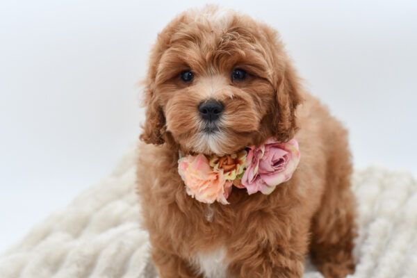 [#252615-03]  - Red F Goldendoodle Mini 2nd Gen Puppies for Sale