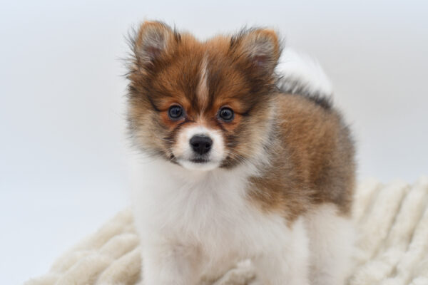 [#252790-02]  - Chocolate / White M Pomeranian Puppies for Sale