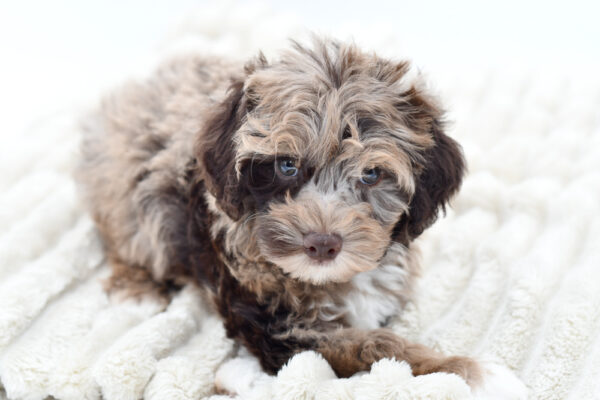 [#252896-03]  - Chocolate Merle M Schnoodle Puppies for Sale