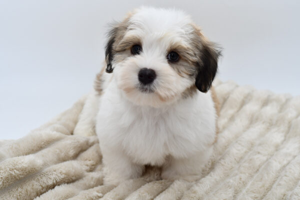 [#252375-02]  - Black Brindle M Havanese Puppies for Sale