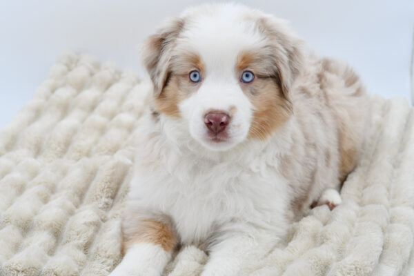 [#252453-01]  - Red Merle M Miniature Australian Shepherd Puppies for Sale