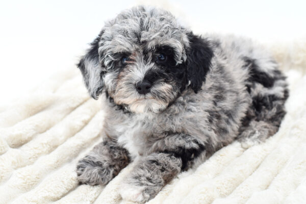 [#252525-02]  - Blue Merle M Poodle Mini Puppies for Sale