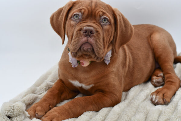[#25792-06]  - Red / White F Dogue de Bordeaux Puppies for Sale