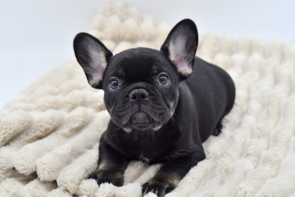 [#25809-04]  - Black / Tan M French Bulldog Puppies for Sale