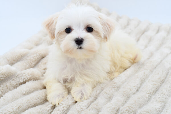 [#25840-01]  - Gold M Maltipoo Puppies for Sale