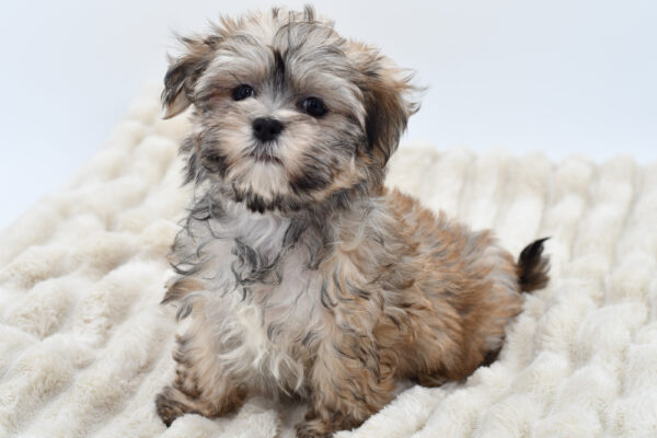 [#25893-01]  - Brown / Black M Havamalt Puppies for Sale