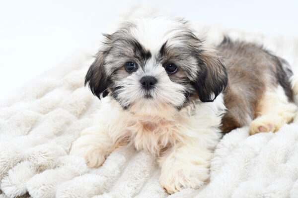 [#2562-02]  - Brindle / White M Shih Tzu Puppies for Sale