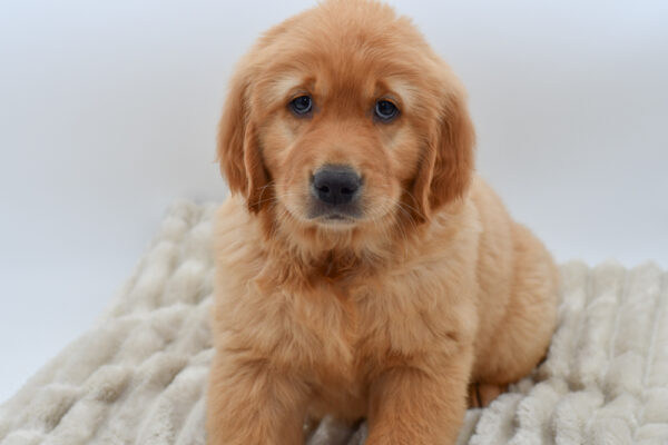 [#2567-05]  - Golden M Golden Retriever Puppies for Sale