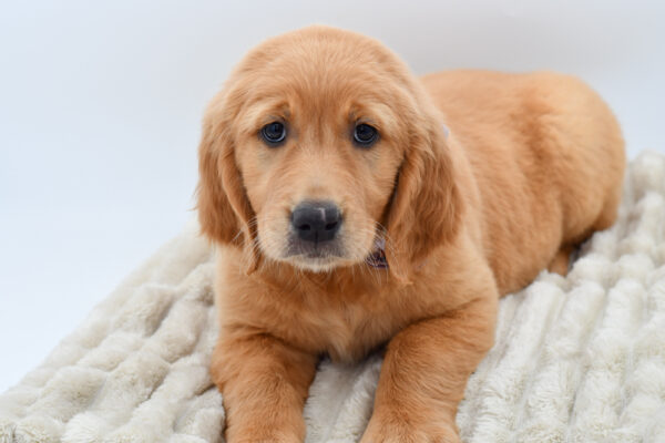 [#2567-06]  - Golden F Golden Retriever Puppies for Sale