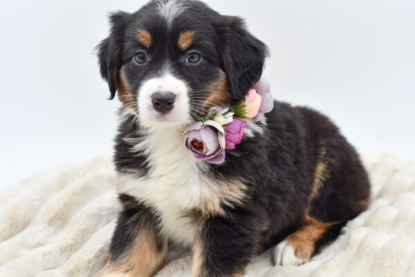 [#253445-05]  - Black / White F Australian Shepherd Puppies for Sale