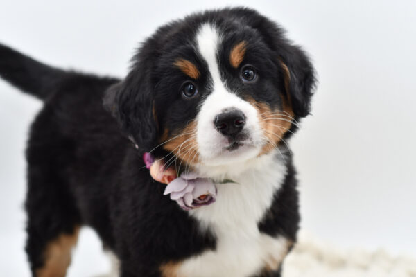 [#253228-06]  - Black Rust / White F Bernese Mountain Dog Puppies for Sale