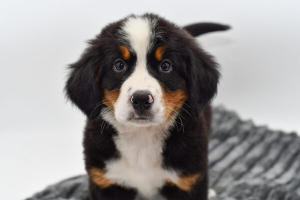 [#252438-06]  - Black Rust / White F Bernese Mountain Dog Puppies for Sale