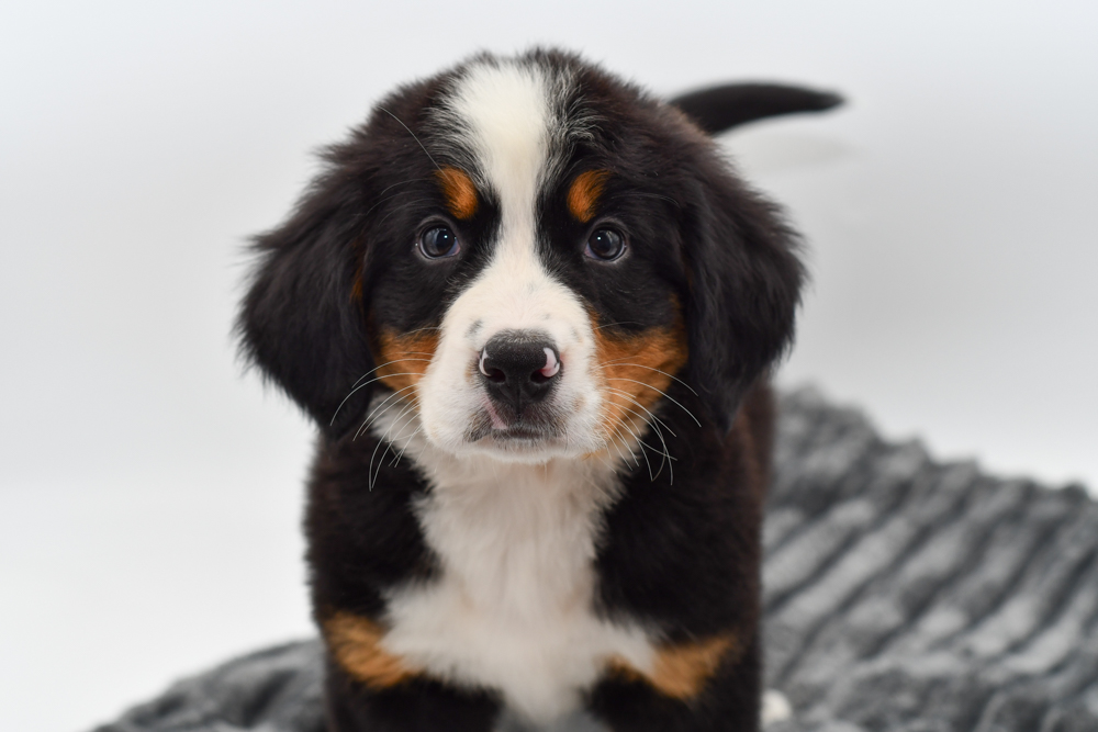 Bernese Mountain Dog Puppy Black Rust White ID: 39353 Located at