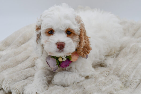 [#253322-03]  - White / Buff F Cock A Poo Puppies for Sale