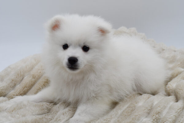 [#253318-04]  - White M American Eskimo Dog Puppies for Sale