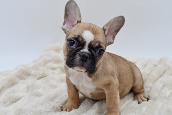 [#253197-02]  - Fawn / White M French Bulldog Puppies for Sale