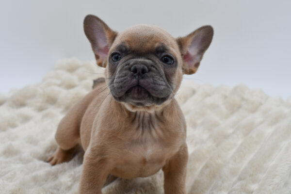 [#253258-03]  - Blue Fawn M French Bulldog Puppies for Sale
