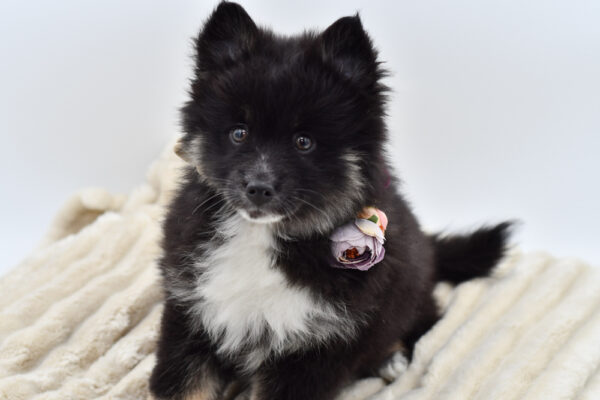 [#253250-04]  - Black / White F Pomsky Puppies for Sale