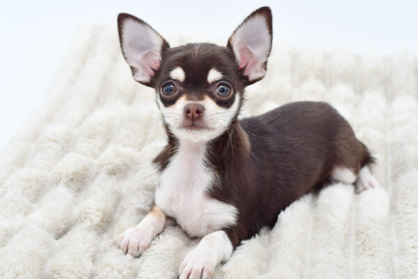 [#252331-03]  - Chocolate / White F Chihuahua Puppies for Sale