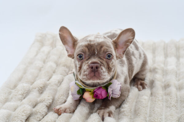 [#252438-04]  - Lilac Merle F French Bulldog Puppies for Sale