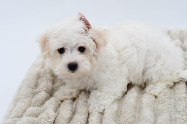 [#252484-03]  - White F Maltese Puppies for Sale