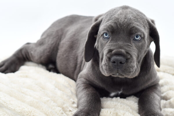 [#252487-02]  - Blue M Cane Corso Puppies for Sale