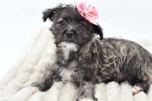 [#251972-03]  - Blue Merle F Poodle/Westie Puppies for Sale