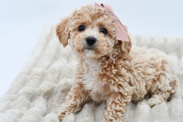 [#252045-04]  - Cream F Poochon Puppies for Sale