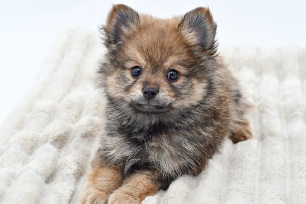 [#252099-01]  - Sable / Tan M Pomeranian Puppies for Sale